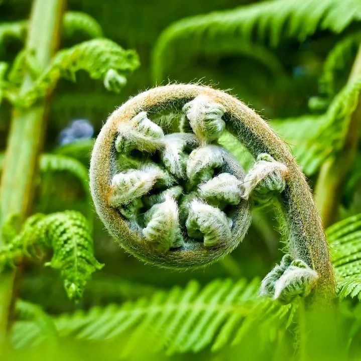 奖金最高3000元保护野生动植物摄影征集开始啦速来拍一拍