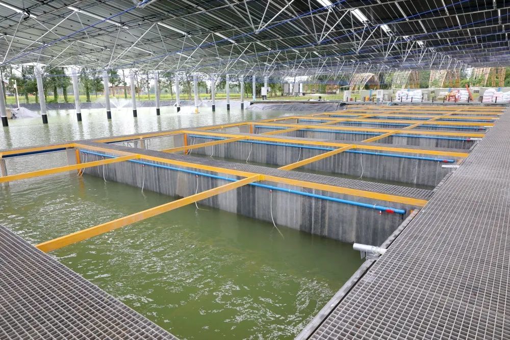 "一个流水槽体积为80立方米,根据鱼的耐受性,可养4000-5000斤鱼.