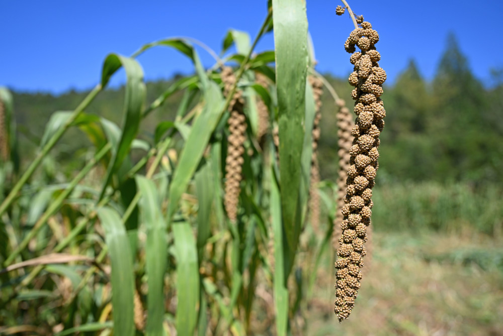 天津谷子飘香收获忙
