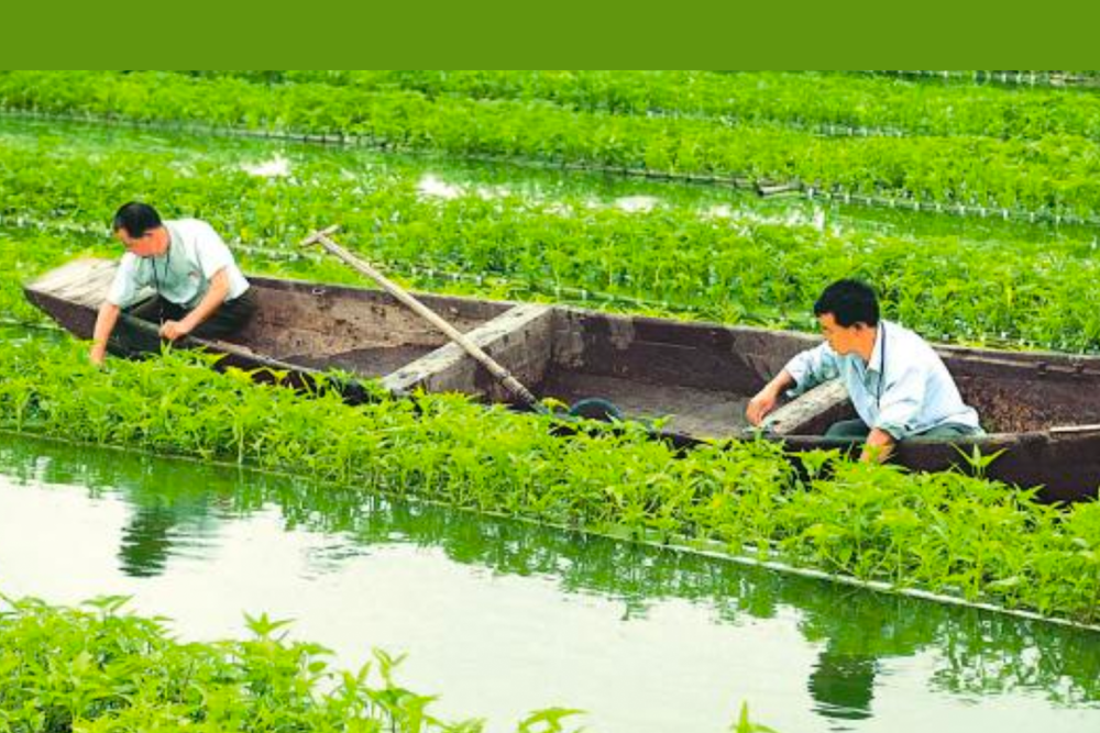 在立体鱼塘水培空心菜,可起到净化水质的作用.