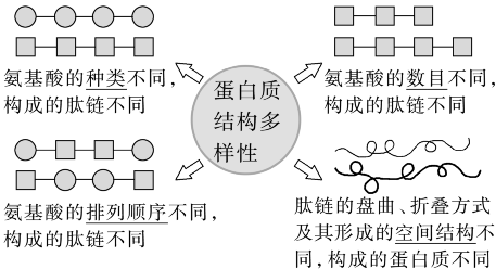 4蛋白質是生命活動的主要承擔者-高中生物視頻新授課_騰訊新聞