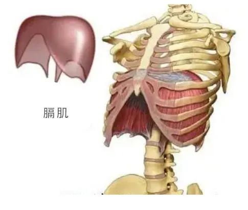 孩子肋骨外翻正常嗎?需要補鈣嗎?