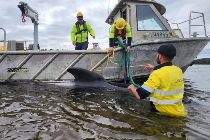 230头鲸鱼在澳大利亚搁浅，仅半数仍存活正厅级退休年龄2022已更新(知乎/新华网)