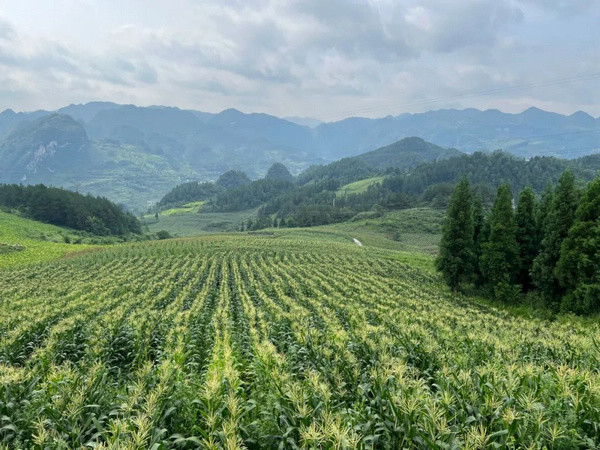 桐梓邀您共赏秋收图每一张都值得珍藏