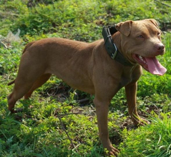 看上去兇猛的比特犬讓人又愛又恨