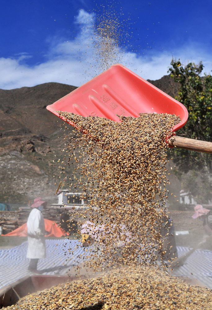 西藏林周青稞地里丰收忙