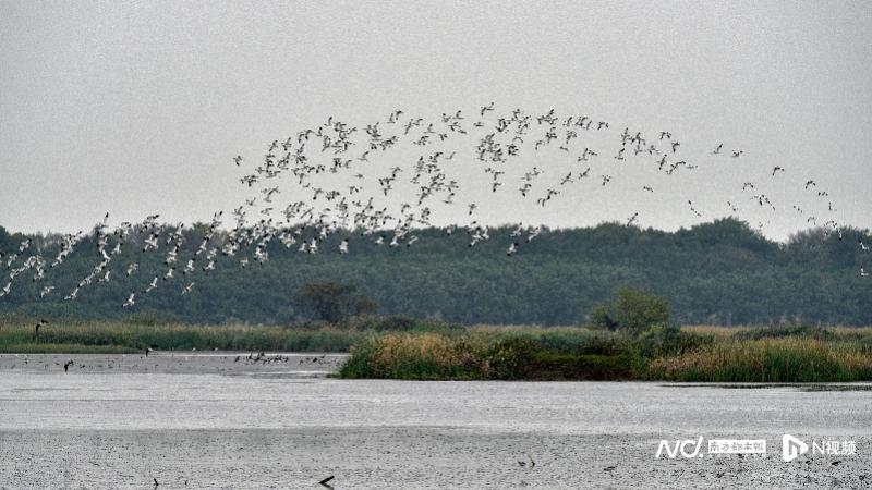 广州湿地总面积约7万公顷，海珠湿地将申报国际重要湿地新概念一音频英音版