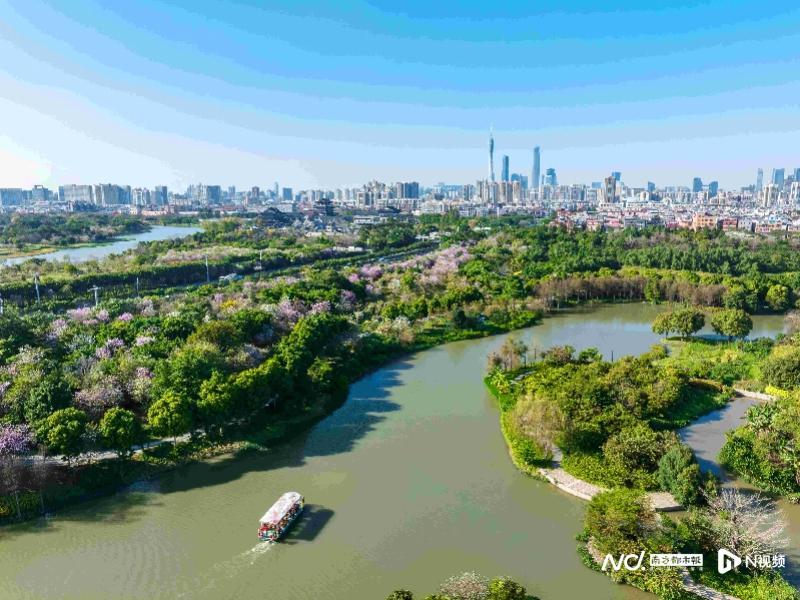 广州湿地总面积约7万公顷，海珠湿地将申报国际重要湿地