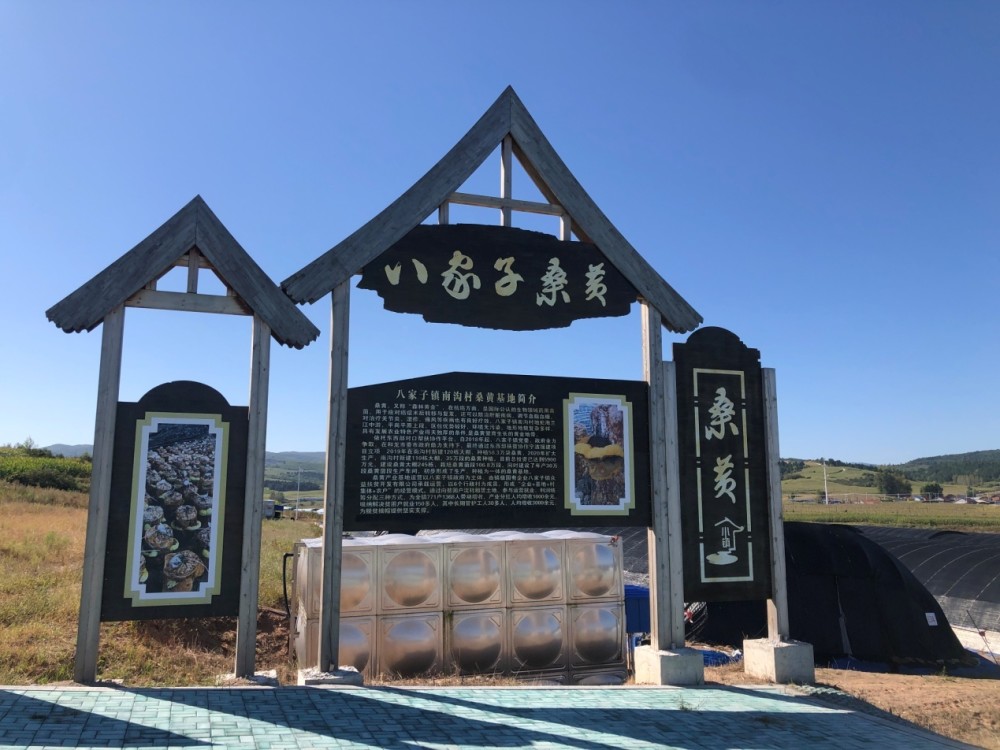 而延边州和龙市因其优越的气候条件,在八家子镇南沟村建起了桑黄产业