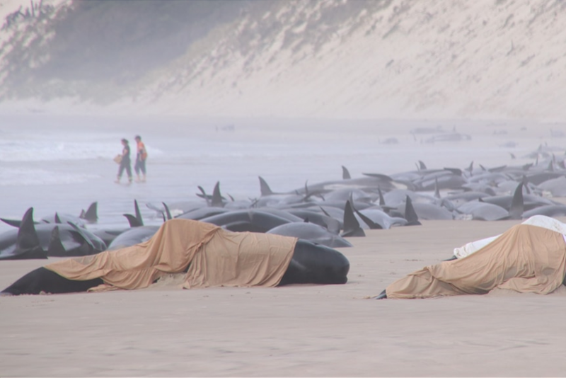 澳洲海滩230头鲸鱼搁浅！两年前同地同一日曾发生类似事件