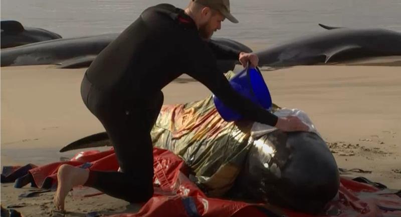 澳洲海滩230头鲸鱼搁浅！两年前同地同一日曾发生类似事件