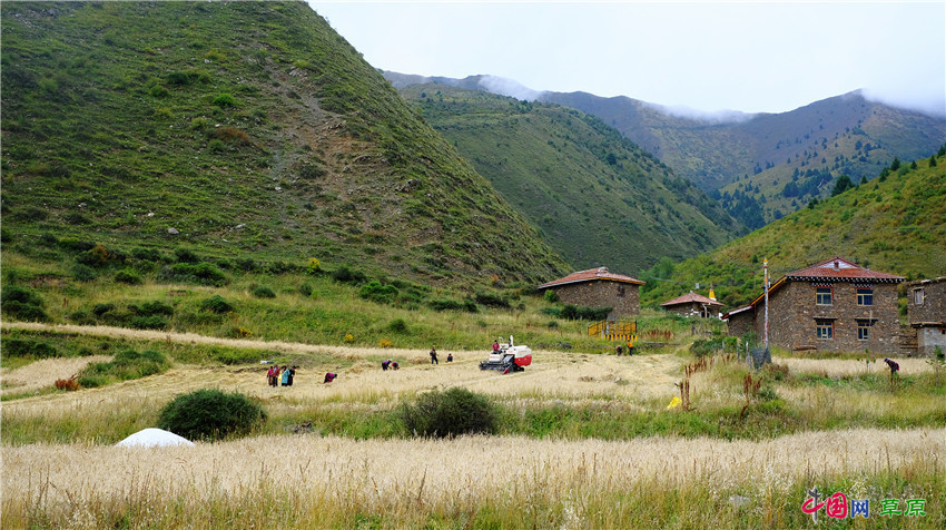 撂荒地变成活资产秘境果洛三色班玛金秋收获季高原红的笑脸