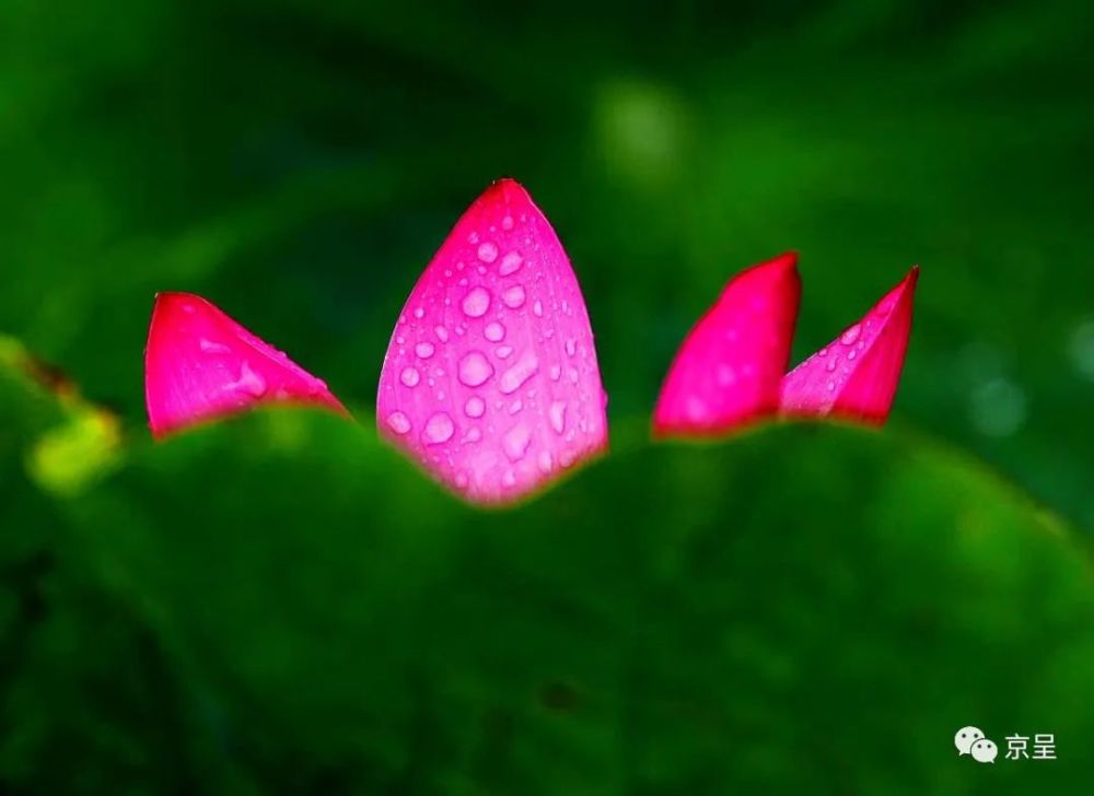 美图｜秋色荷塘雨声蛙声花蕊飘香