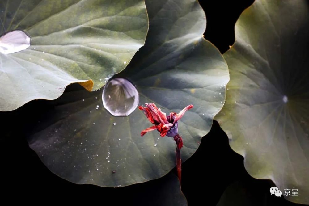 美图｜秋色荷塘雨声蛙声花蕊飘香