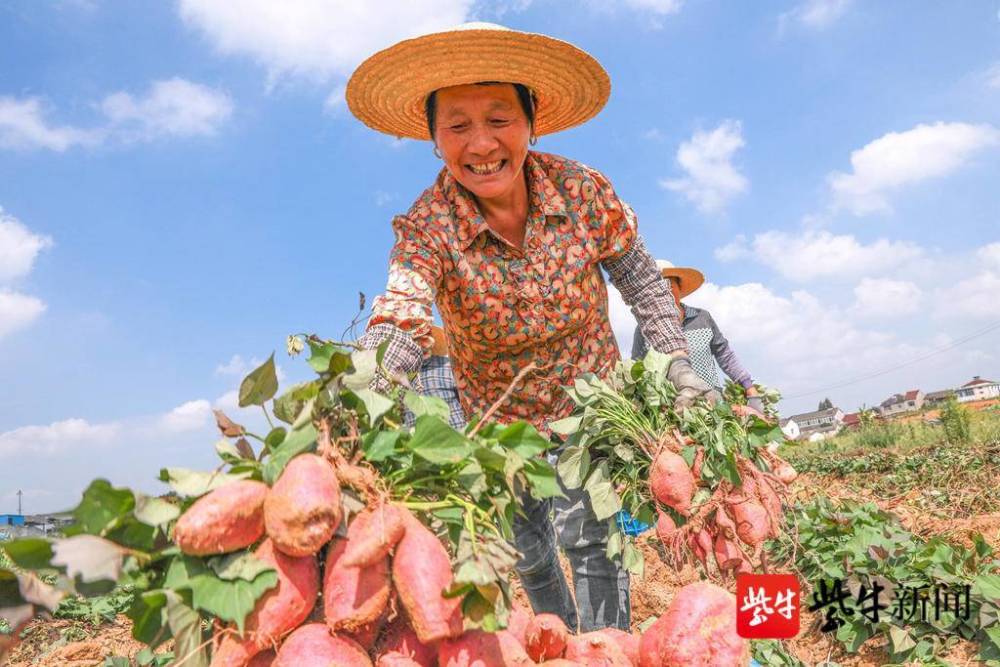 小红薯喜获大丰收金秋乡村收获忙