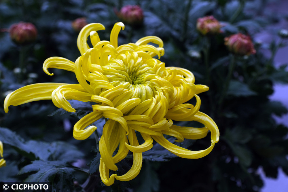 秋分至 菊花美_腾讯新闻