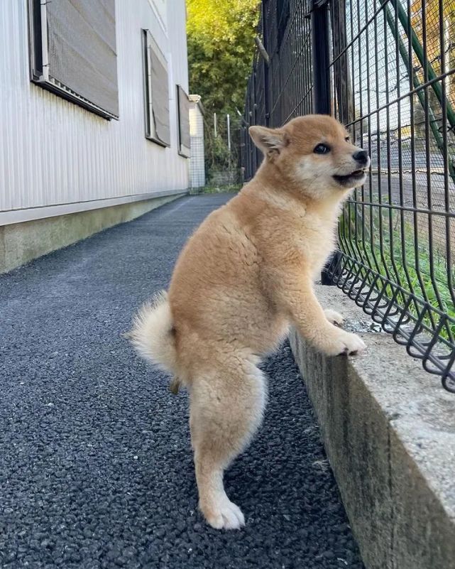 第一次带小柴犬出去散步,结果它拉屎的姿势……成精了?