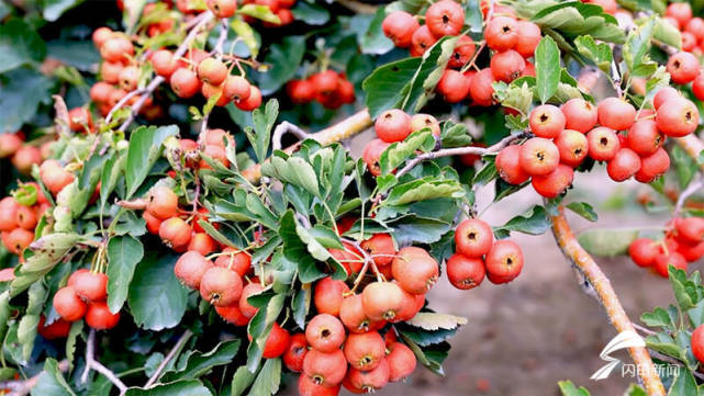 丰收啦山楂葡萄蜜梨德州特色种植丰富了收获扮靓了秋天