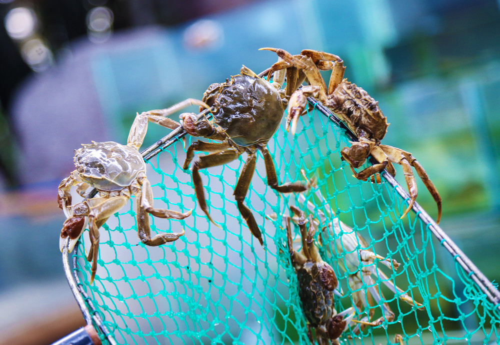 阳澄湖大闸蟹开捕_腾讯新闻