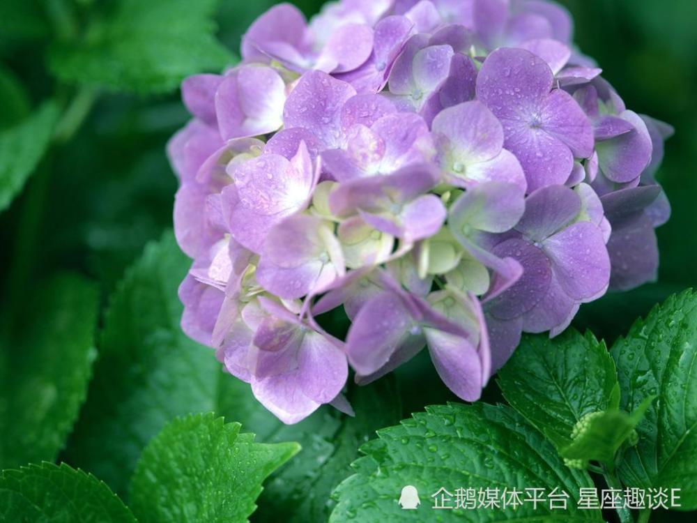 9月24日 30日爱情运势 坦诚相待 情缘出现的四大星座 腾讯新闻