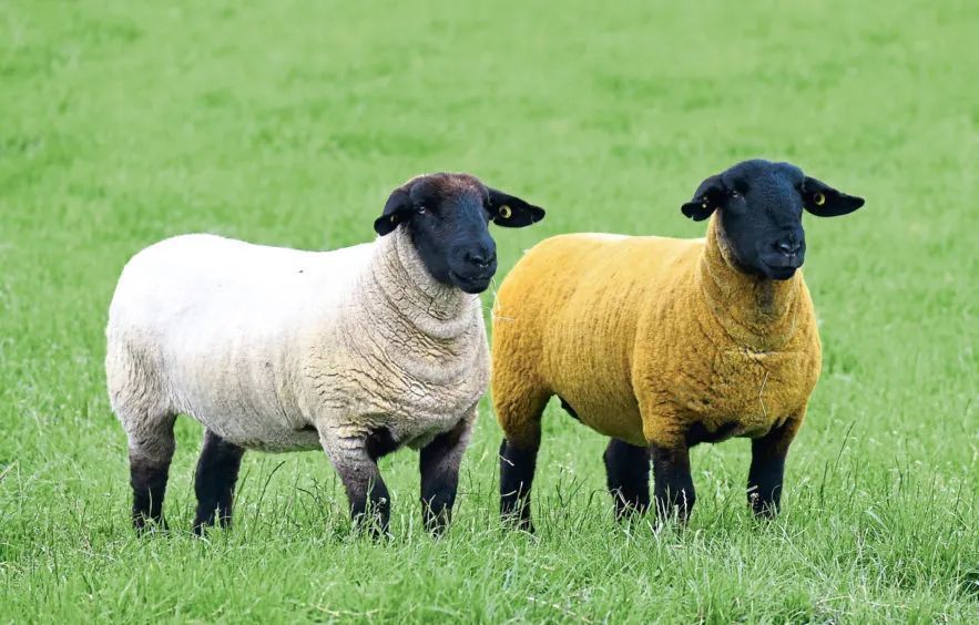 co.uk/当然,它们的原产地也是英国.