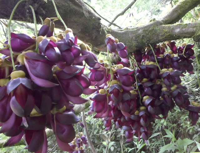 如今密花豆的价值还挺高的,所以就有了人工种植,它的生长期在1-3年