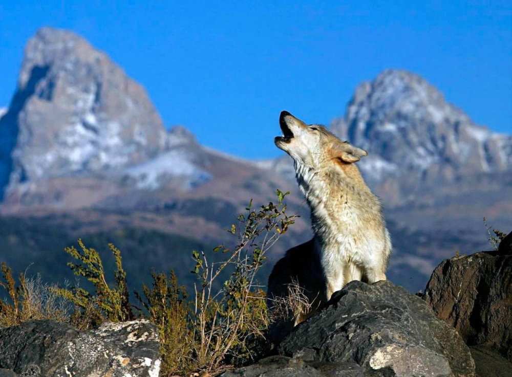 旅游|乌拉盖野狼谷景区获评国家4a级旅游景区