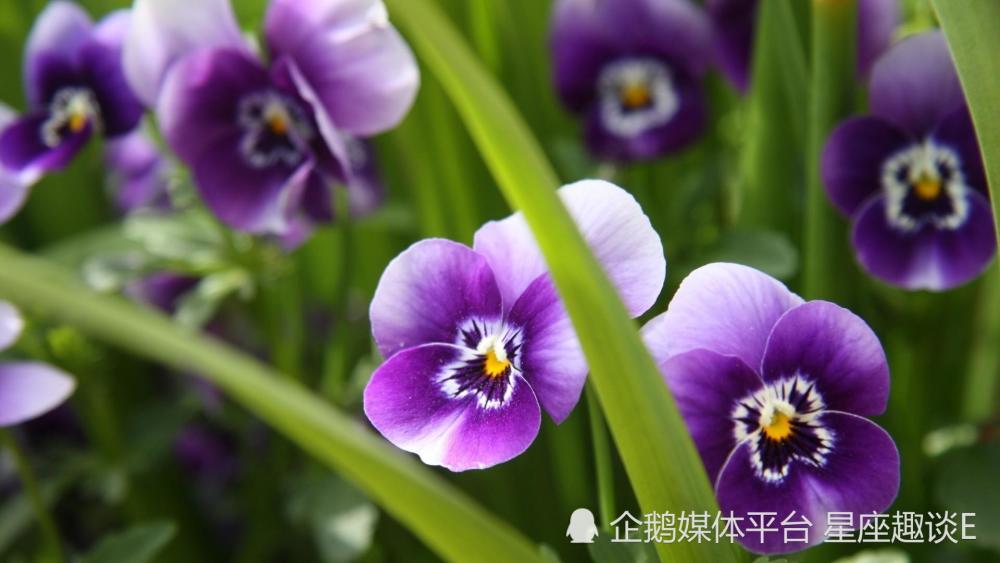9月25日 30日爱情运势 邂逅浪漫 收获幸福的四大星座 腾讯新闻