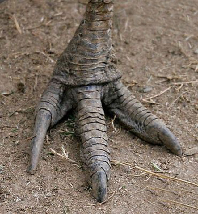 鹤鸵最为致命的武器就是脚趾上的指甲,其指甲非常锋利.