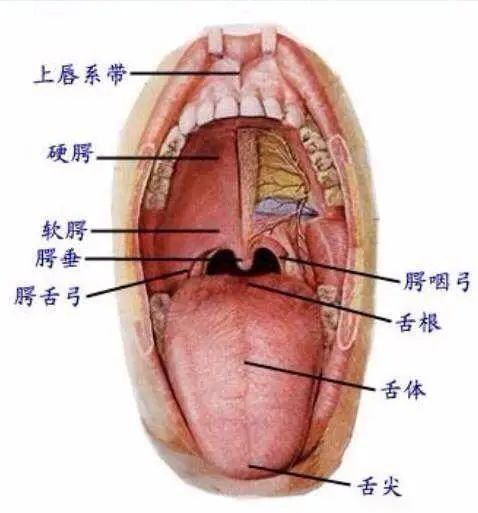 发n的时候,把舌尖顶在上齿背的位置,就是上牙牙龈的地方发l的时候,把