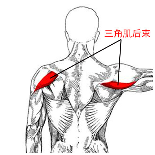 使肩更健美:完整的三角肌后束锻炼方法