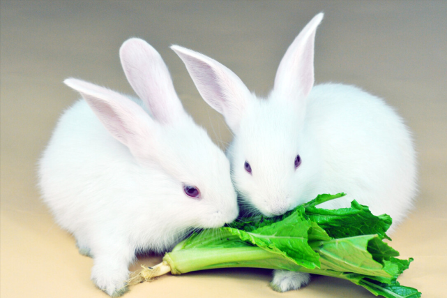 两只兔子引发的矛盾.