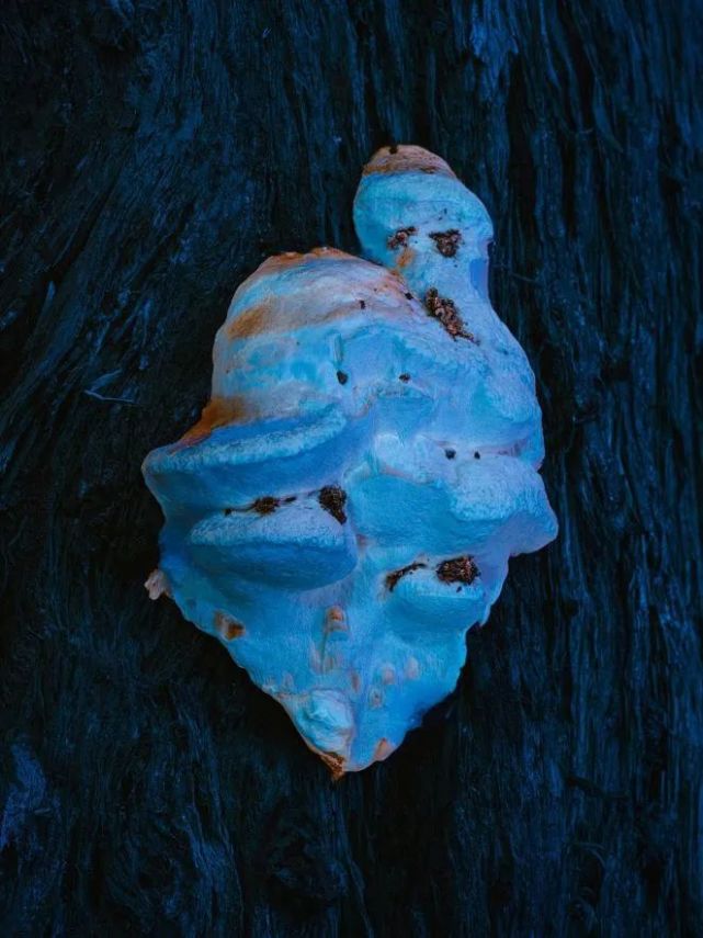 美得不像话,摄影师用紫外线摄影,让你看到一个神奇的世界