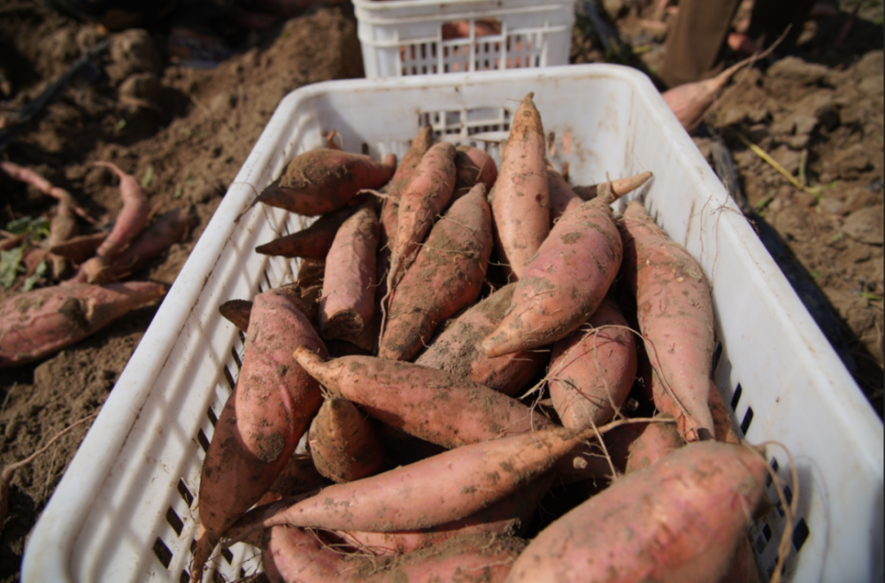 红薯丰收 农民增收