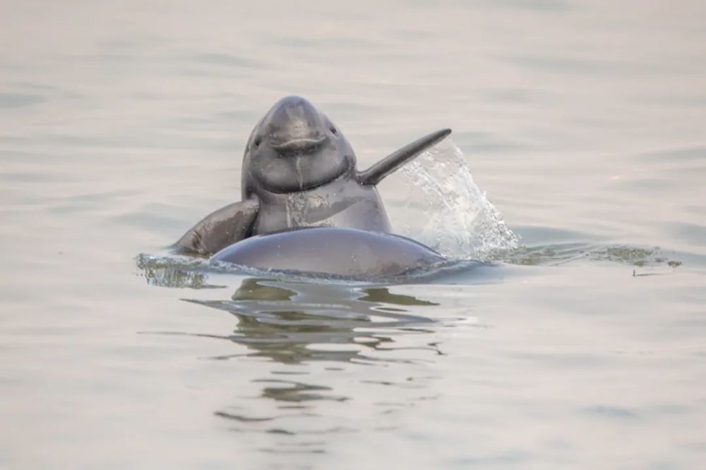 2021南京长江江豚生态影像大赛一等奖《游泳去》作者严少华为更好保护