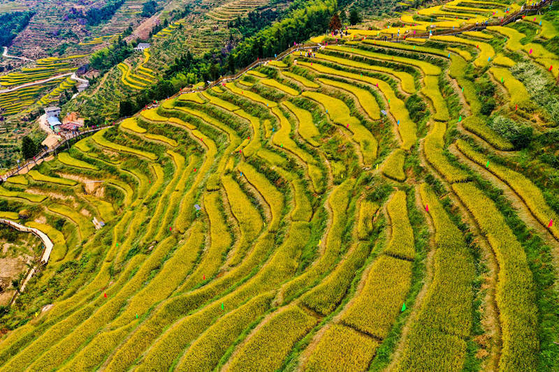 山背花瑶梯田最佳时间图片