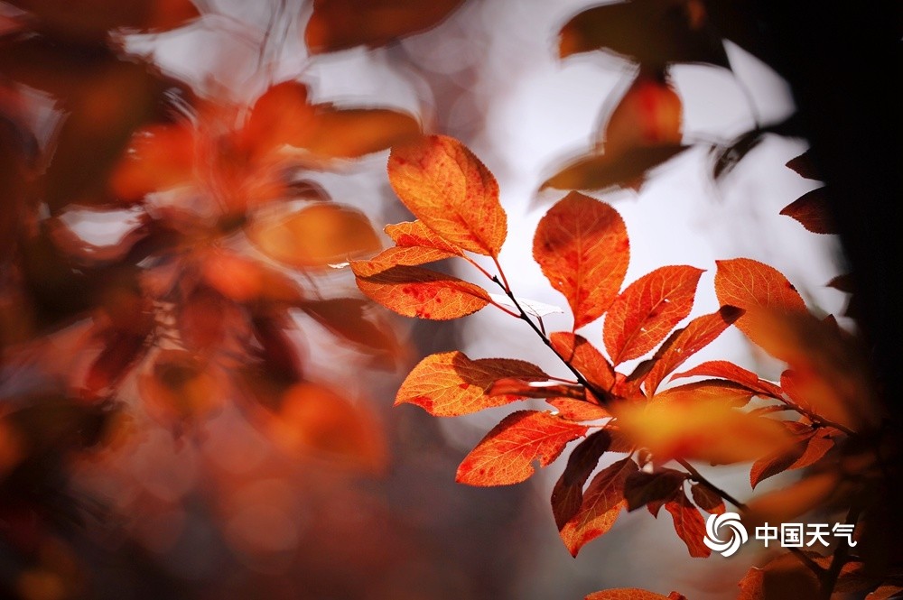 北京城区第一抹秋色来了！北坞公园色彩斑斓清华女博士庄家