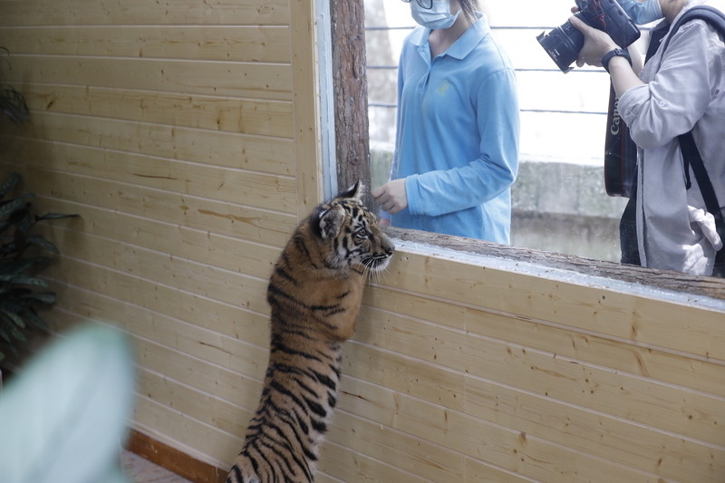 從出生起,小傢伙們就被人工飼育,因此與飼養員極其親近,目前每天能吃