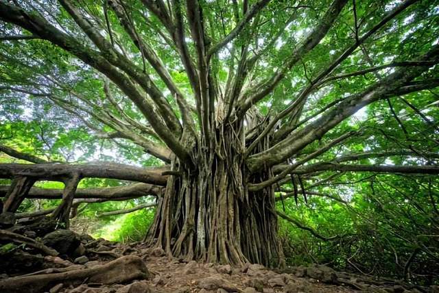 我国有5棵国宝级古树,已有5000多年,同在一个省