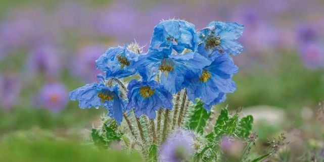 【听见云南】离天空最近的花——绿绒蒿