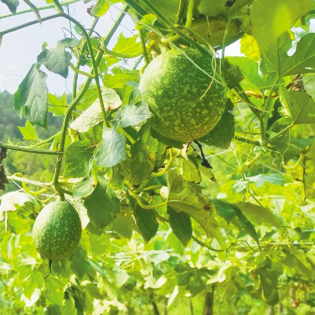 漢中市西鄉縣白龍塘鎮生態農業為最美茶鄉添彩增色