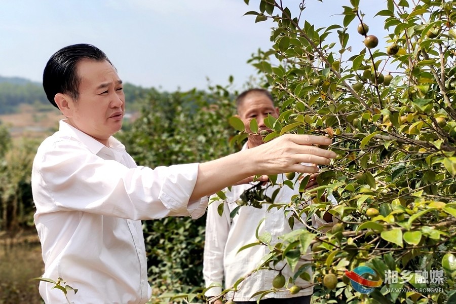 湘乡毛田镇增加村累累油茶硕果奏响丰收乐章