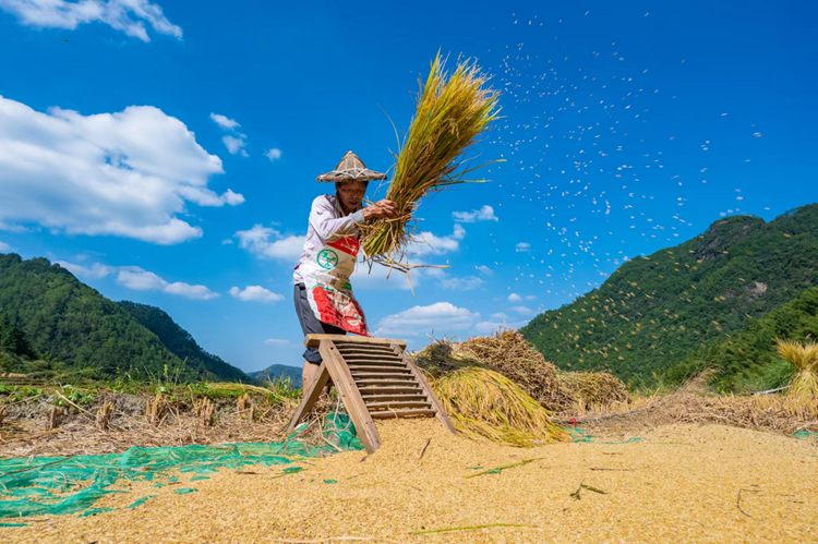 德化桂阳乡:手捧"黄金"庆丰收_腾讯新闻