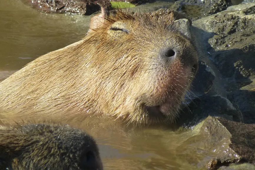 水豚表情包爆火tiktok网友爆笑点赞怎么会看到自己的影子