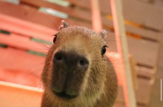 水豚表情包爆火tiktok网友爆笑点赞怎么会看到自己的影子