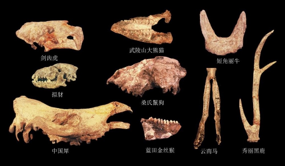 湖北發現迄今歐亞內陸同時代最為完整的直立人頭骨化石