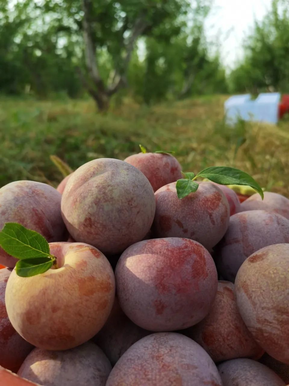 我不爱吃李子,但新疆的恐龙蛋我能炫一盆!
