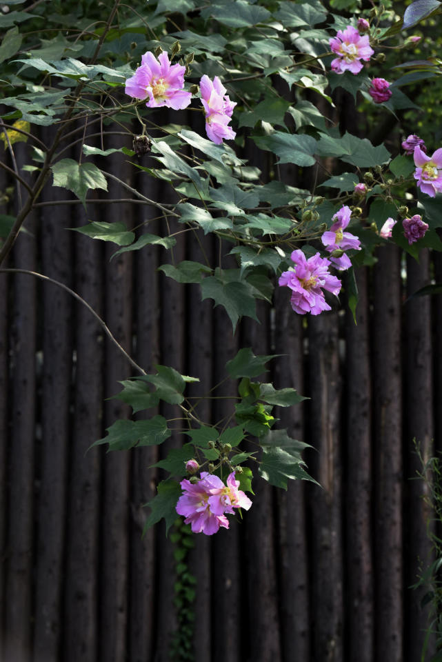 岁时草木记丨看似娇弱却作护城花 蓉城芙蓉正当时