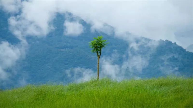 一天一点普洱(2507)"从种子到杯子"的体验之旅,就藏在爱伲咖啡庄园里!