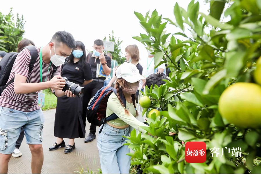 全国各地的采购商考察团,媒体代表一起走进琼中绿橙果园基地